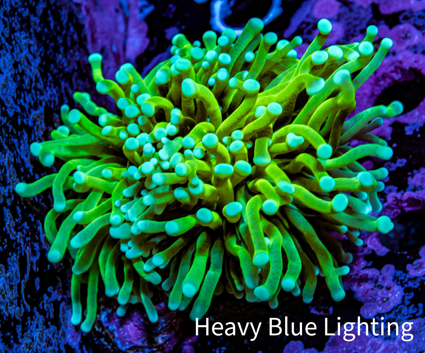 Ultra 🍌Banana Torch Coral WYSIWYG 5cm Ultra 🍌Banana Torch Coral WYSIWYG 5cm LPS Ultra 🍌Banana Torch Coral WYSIWYG 5cm Zeo Box Reef