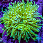 Ultra 🍌Banana Torch Coral WYSIWYG 9cm Ultra 🍌Banana Torch Coral WYSIWYG 9cm LPS Ultra 🍌Banana Torch Coral WYSIWYG 9cm Zeo Box Reef