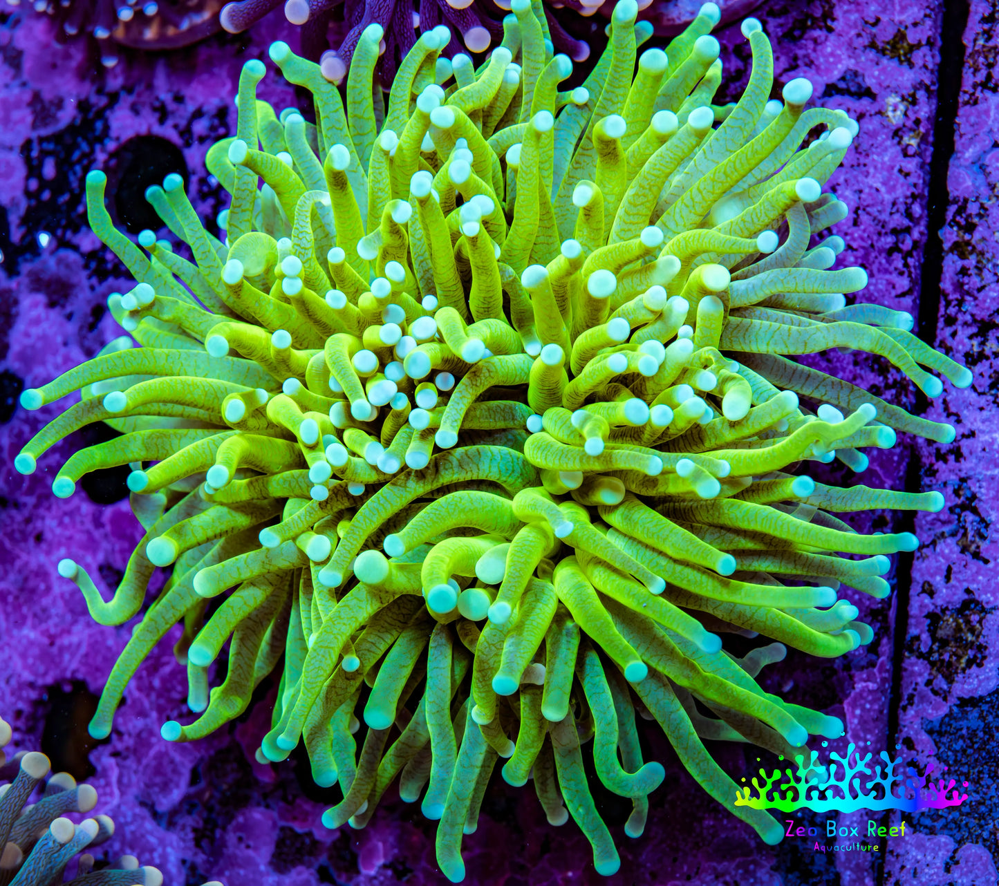 Ultra 🍌Banana Torch Coral WYSIWYG 9cm Ultra 🍌Banana Torch Coral WYSIWYG 9cm LPS Ultra 🍌Banana Torch Coral WYSIWYG 9cm Zeo Box Reef