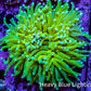 Ultra 🍌Banana Torch Coral WYSIWYG 9cm Ultra 🍌Banana Torch Coral WYSIWYG 9cm LPS Ultra 🍌Banana Torch Coral WYSIWYG 9cm Zeo Box Reef