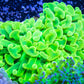 UltraHammer Coral - Yellow / Toxic Green  WYSIWYG 7cm UltraHammer Coral - Yellow / Toxic Green  WYSIWYG 7cm Aquarium Decor UltraHammer Coral - Yellow / Toxic Green  WYSIWYG 7cm Zeo Box Reef