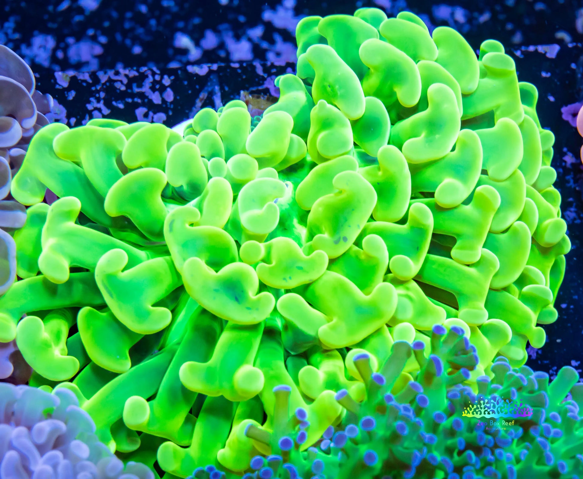 UltraHammer Coral - Yellow / Toxic Green  WYSIWYG 7cm UltraHammer Coral - Yellow / Toxic Green  WYSIWYG 7cm Aquarium Decor UltraHammer Coral - Yellow / Toxic Green  WYSIWYG 7cm Zeo Box Reef