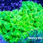 UltraHammer Coral - Yellow / Toxic Green  WYSIWYG 7cm UltraHammer Coral - Yellow / Toxic Green  WYSIWYG 7cm Aquarium Decor UltraHammer Coral - Yellow / Toxic Green  WYSIWYG 7cm Zeo Box Reef