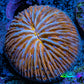 UltraPeach & Yellow  Fungia Coral WYSIWYG 2.5cm UltraPeach & Yellow  Fungia Coral WYSIWYG 2.5cm LPS UltraPeach & Yellow  Fungia Coral WYSIWYG 2.5cm Zeo Box Reef