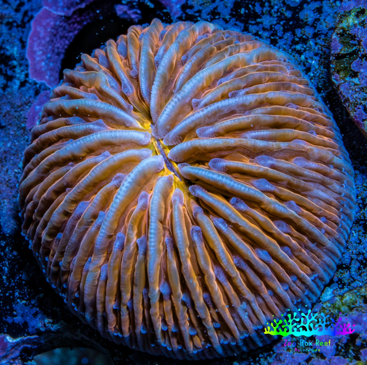 UltraPeach & Yellow  Fungia Coral WYSIWYG 2.5cm UltraPeach & Yellow  Fungia Coral WYSIWYG 2.5cm LPS UltraPeach & Yellow  Fungia Coral WYSIWYG 2.5cm Zeo Box Reef