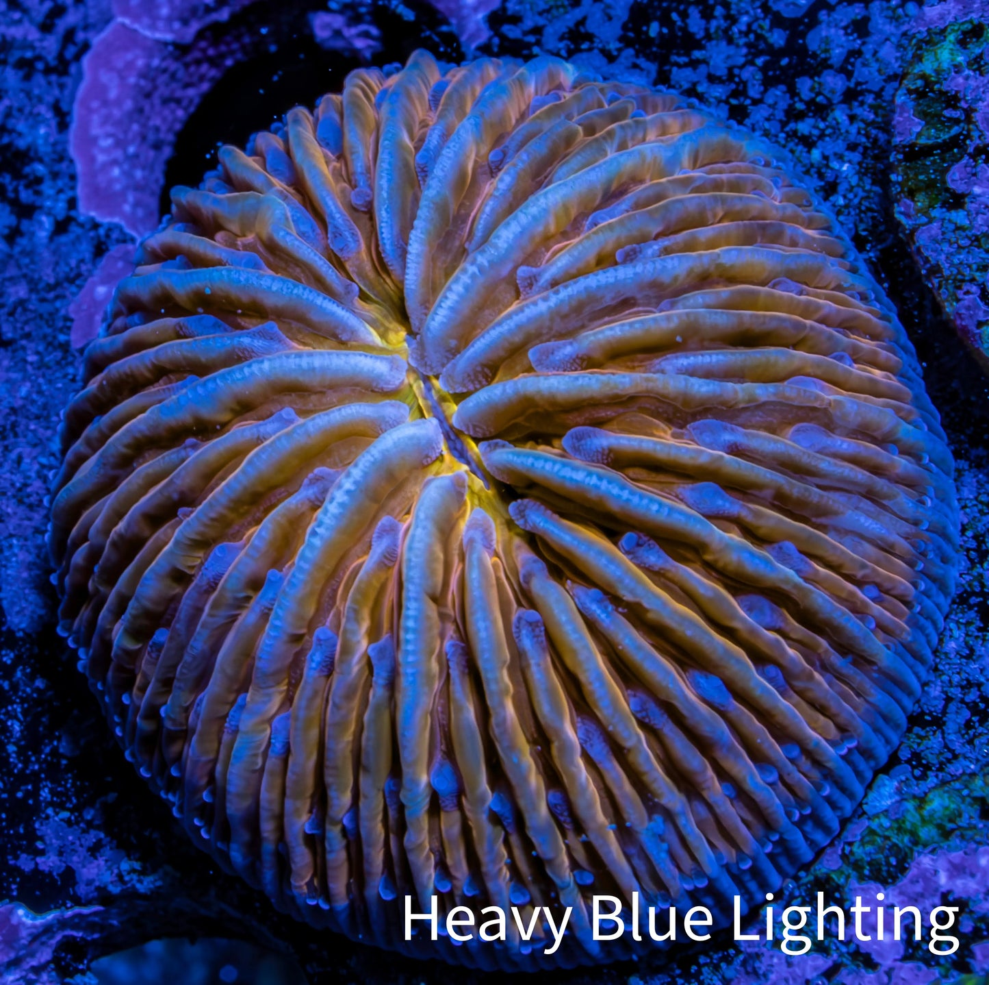 UltraPeach & Yellow  Fungia Coral WYSIWYG 2.5cm UltraPeach & Yellow  Fungia Coral WYSIWYG 2.5cm LPS UltraPeach & Yellow  Fungia Coral WYSIWYG 2.5cm Zeo Box Reef