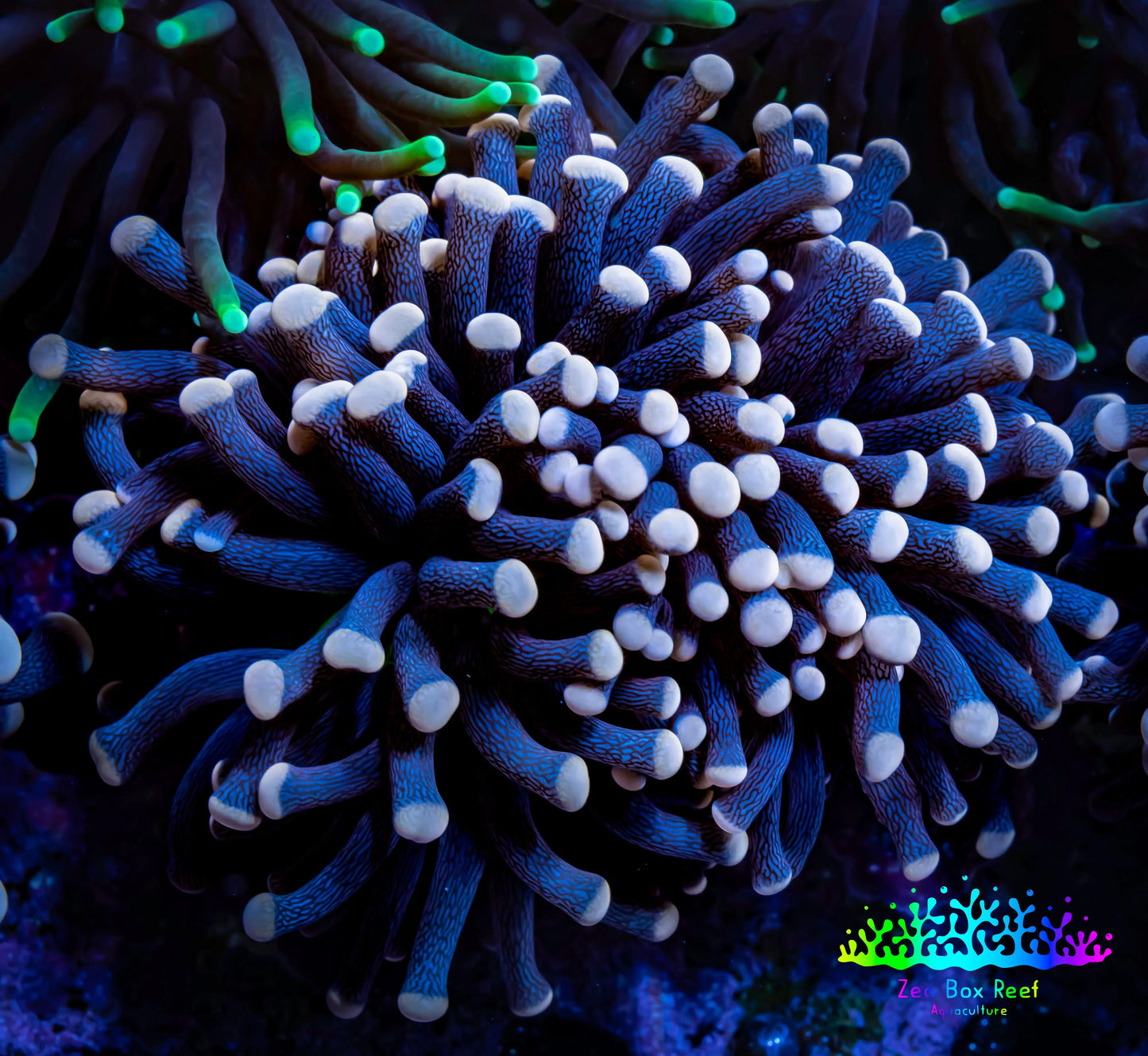 Ultrs Torch Coral 6cm WYSIWYG B2R1B1 Ultrs Torch Coral 6cm WYSIWYG B2R1B1 LPS Ultrs Torch Coral 6cm WYSIWYG B2R1B1 Zeo Box Reef