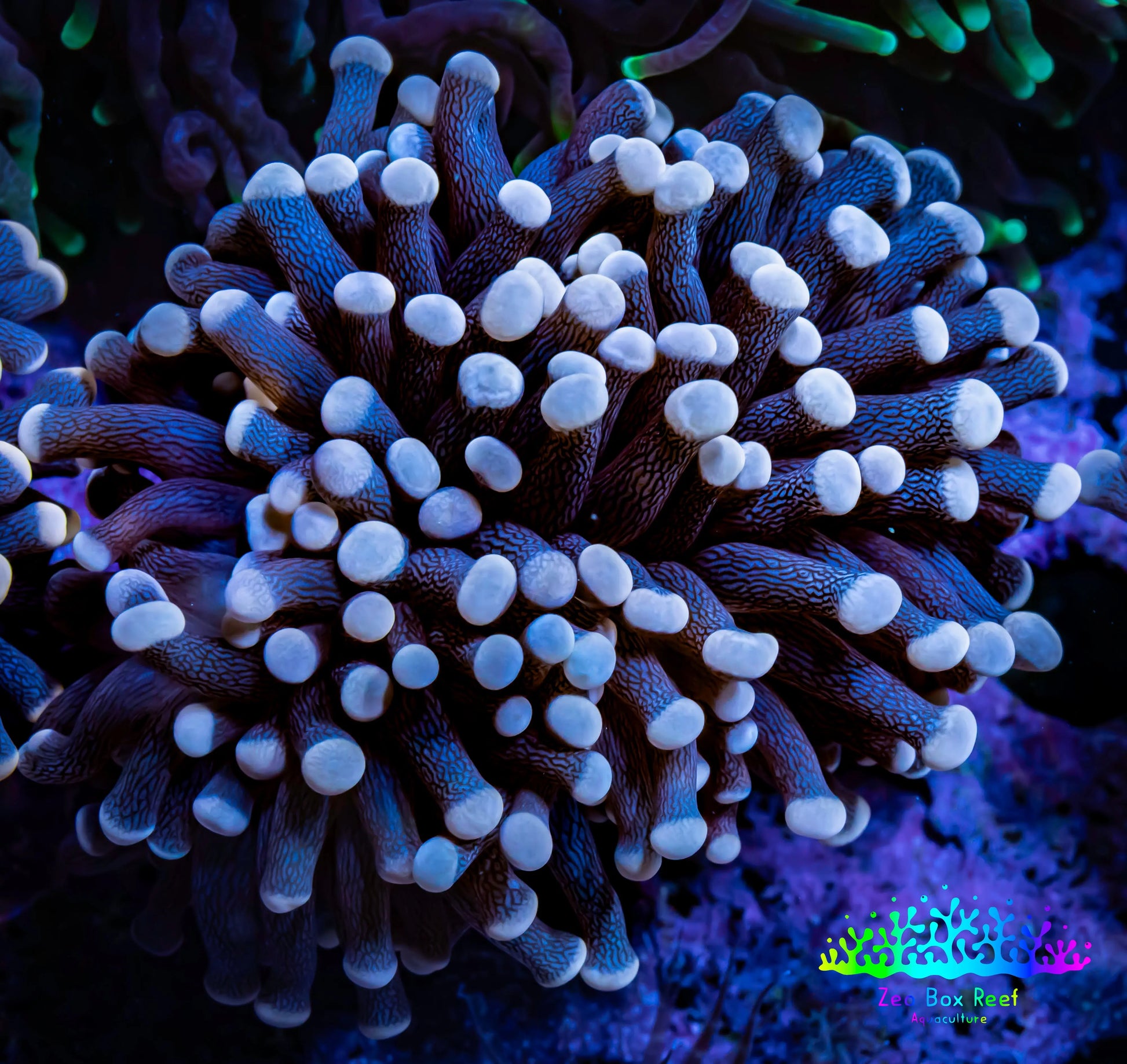 Ultrs Torch Coral 6cm WYSIWYG B3R1B1 Ultrs Torch Coral 6cm WYSIWYG B3R1B1 LPS Ultrs Torch Coral 6cm WYSIWYG B3R1B1 Zeo Box Reef