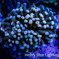 Ultrs Torch Coral 6cm WYSIWYG B3R1B1 Ultrs Torch Coral 6cm WYSIWYG B3R1B1 LPS Ultrs Torch Coral 6cm WYSIWYG B3R1B1 Zeo Box Reef