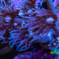 Ultra Purple Goniopora Coral Frag