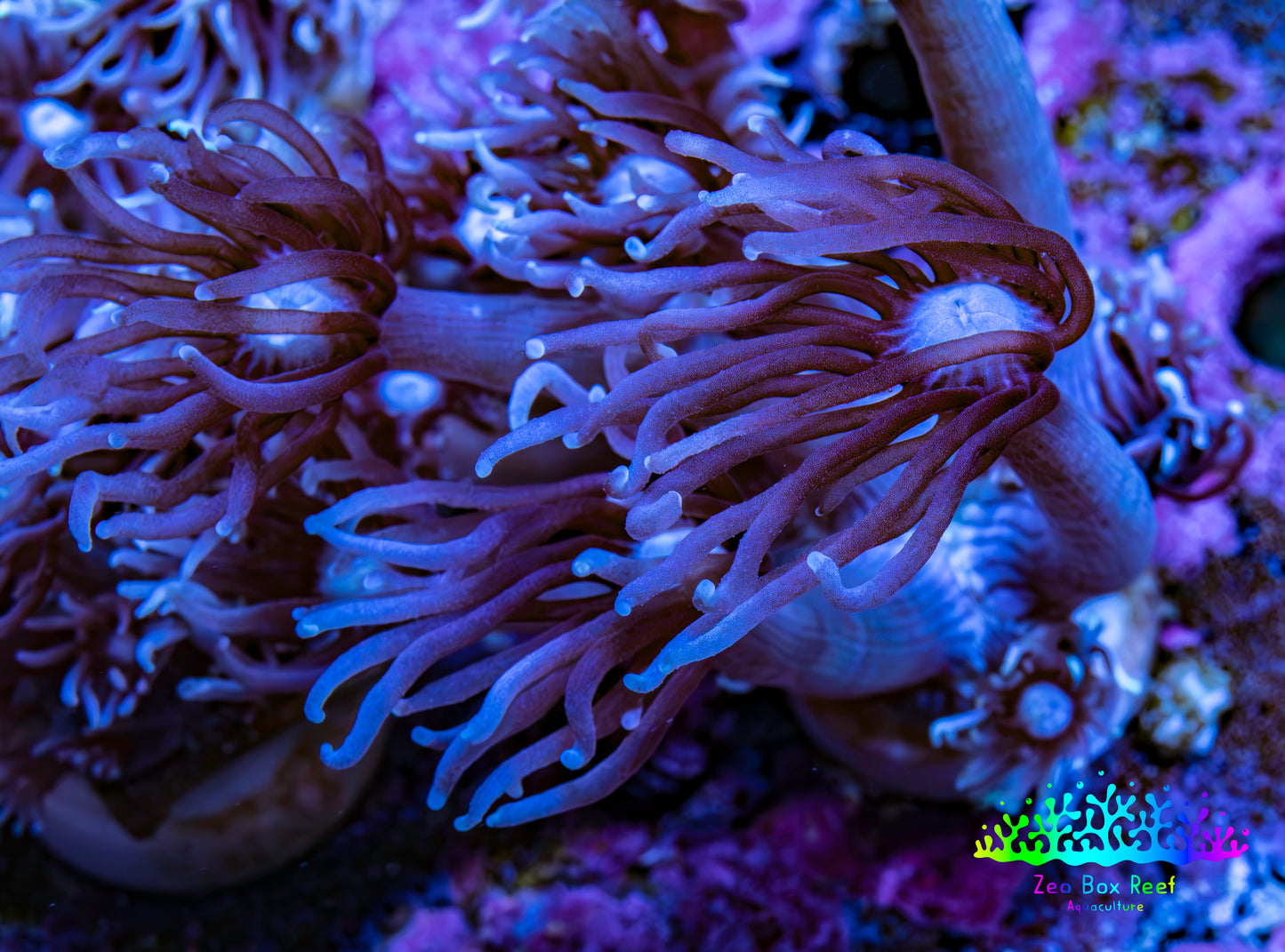 Ultra Purple Goniopora Coral Frag