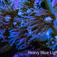 Ultra Purple Goniopora Coral Frag