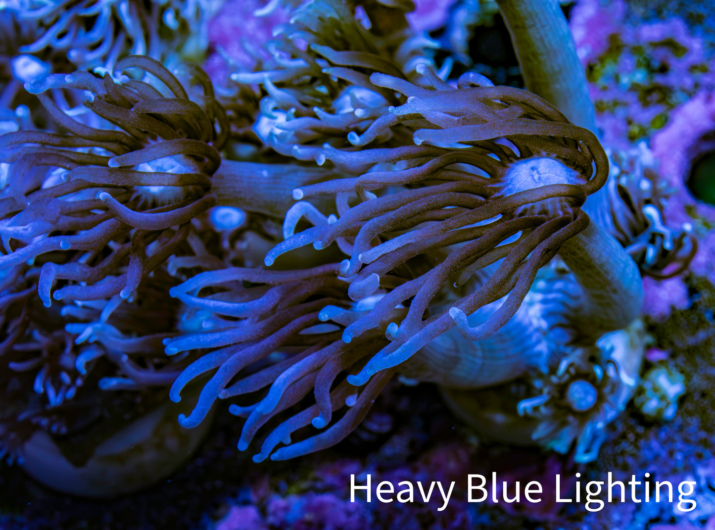 Ultra Purple Goniopora Coral Frag