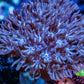Wild Xenia Coral WYSIWYG 3cm Wild Xenia Coral WYSIWYG 3cm Soft Coral Wild Xenia Coral WYSIWYG 3cm Zeo Box Reef
