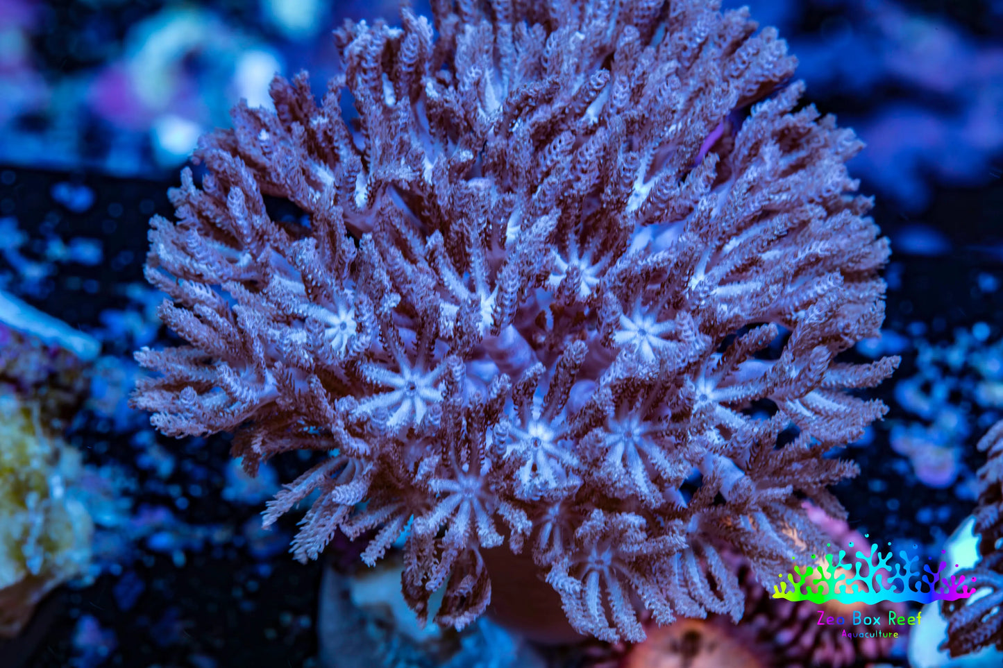 Wild Xenia Coral WYSIWYG 3cm Wild Xenia Coral WYSIWYG 3cm Soft Coral Wild Xenia Coral WYSIWYG 3cm Zeo Box Reef