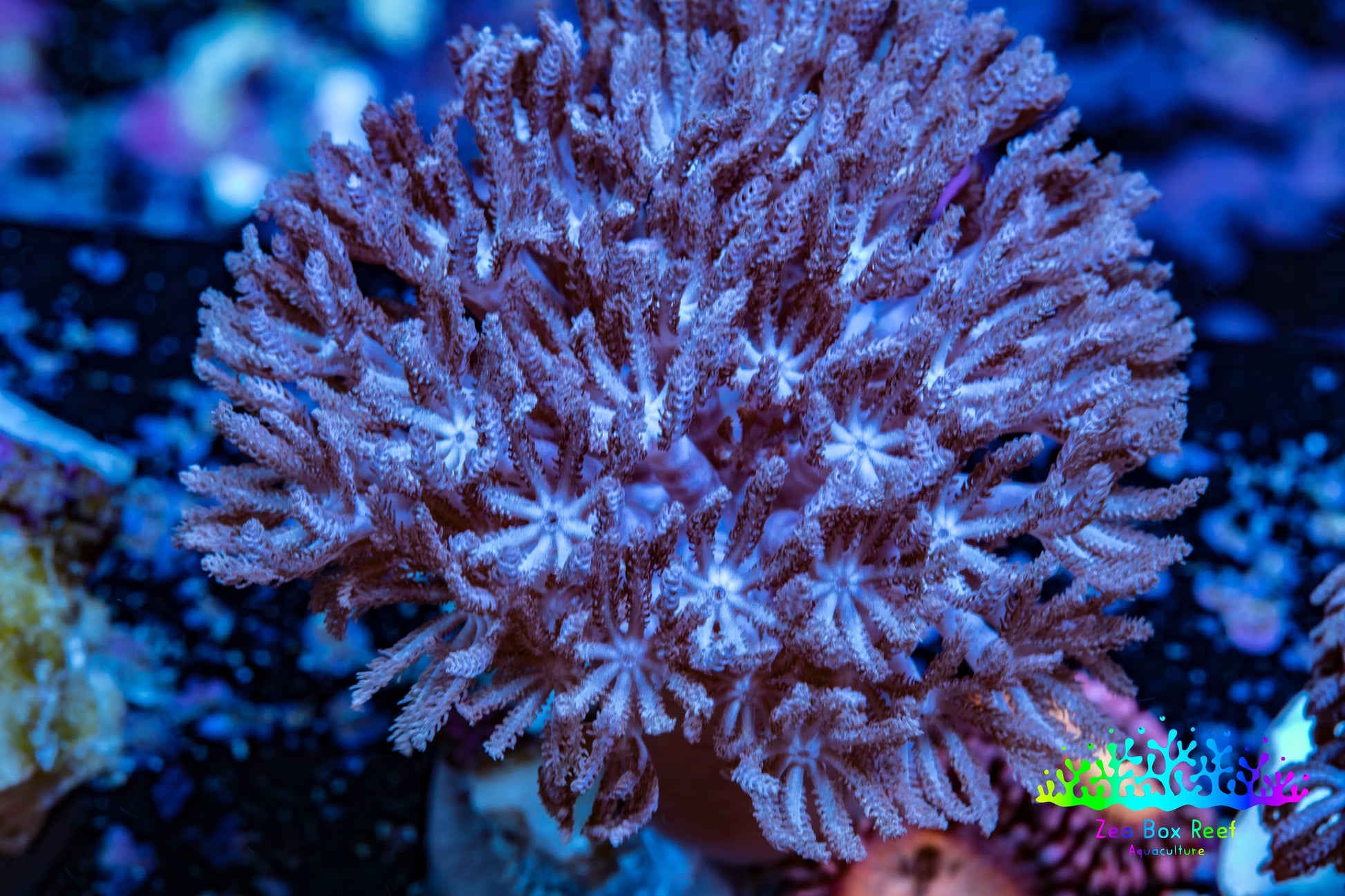 Wild Xenia Coral WYSIWYG 3cm Wild Xenia Coral WYSIWYG 3cm Soft Coral Wild Xenia Coral WYSIWYG 3cm Zeo Box Reef