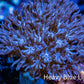 Wild Xenia Coral WYSIWYG 3cm Wild Xenia Coral WYSIWYG 3cm Soft Coral Wild Xenia Coral WYSIWYG 3cm Zeo Box Reef