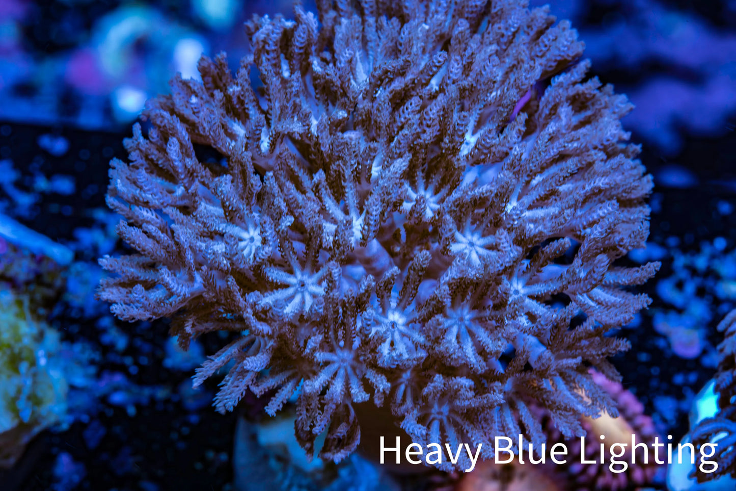 Wild Xenia Coral WYSIWYG 3cm Wild Xenia Coral WYSIWYG 3cm Soft Coral Wild Xenia Coral WYSIWYG 3cm Zeo Box Reef