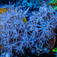 Wild Xenia Coral WYSIWYG 3cm Wild Xenia Coral WYSIWYG 3cm Soft Coral Wild Xenia Coral WYSIWYG 3cm Zeo Box Reef