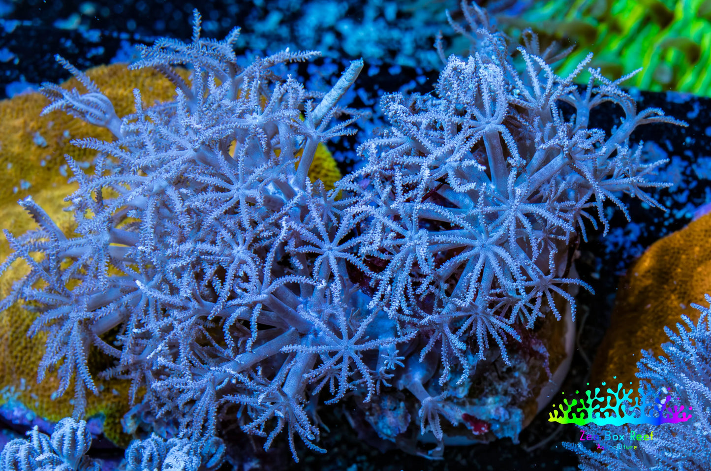Wild Xenia Coral WYSIWYG 3cm Wild Xenia Coral WYSIWYG 3cm Soft Coral Wild Xenia Coral WYSIWYG 3cm Zeo Box Reef