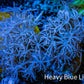 Wild Xenia Coral WYSIWYG 3cm Wild Xenia Coral WYSIWYG 3cm Soft Coral Wild Xenia Coral WYSIWYG 3cm Zeo Box Reef