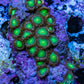 Wild Zoanthid Rock (5cm) WYSIWYG Wild Zoanthid Rock (5cm) WYSIWYG LPS Wild Zoanthid Rock (5cm) WYSIWYG Zeo Box Reef