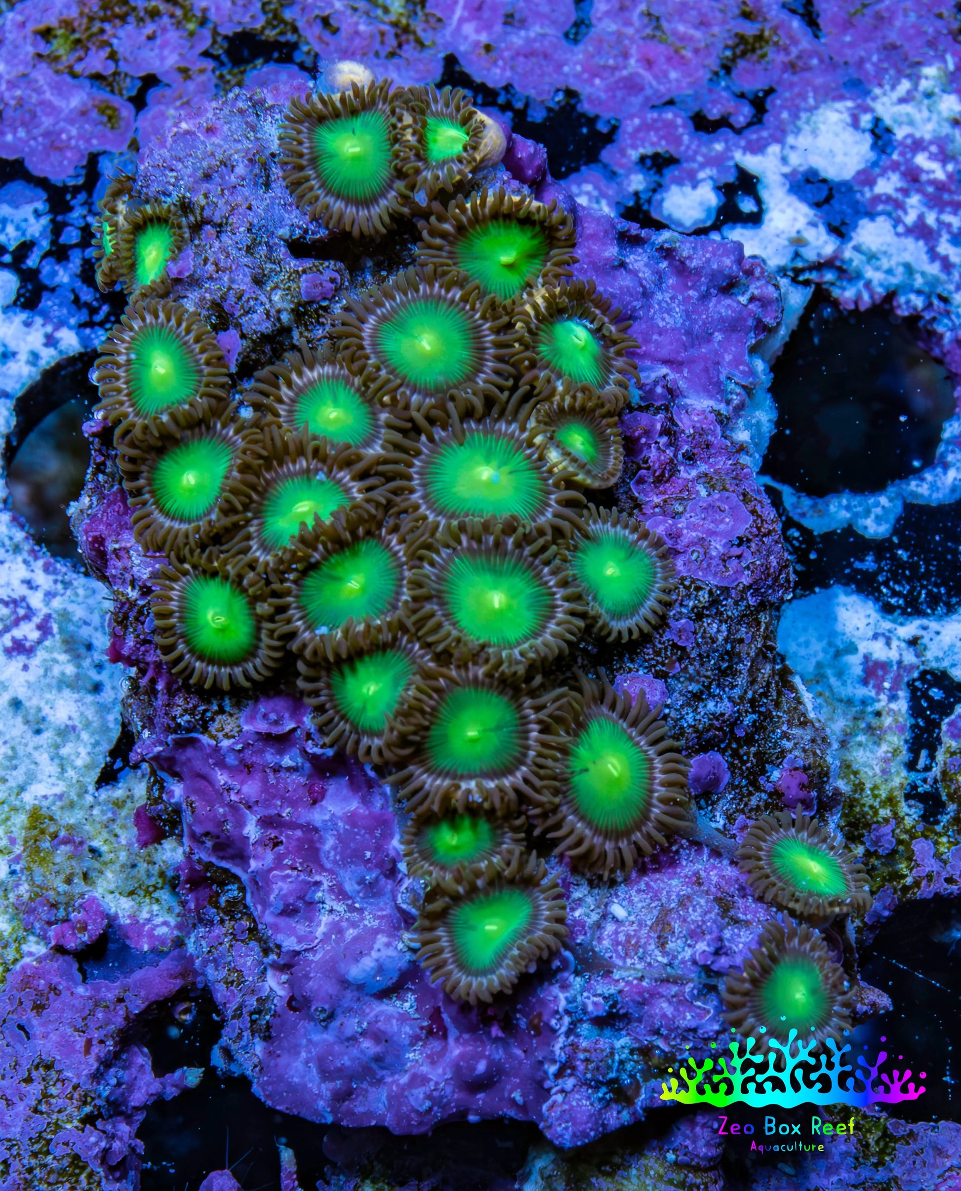 Wild Zoanthid Rock (5cm) WYSIWYG Wild Zoanthid Rock (5cm) WYSIWYG LPS Wild Zoanthid Rock (5cm) WYSIWYG Zeo Box Reef