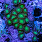 Wild Zoanthid Rock (5cm) WYSIWYG Wild Zoanthid Rock (5cm) WYSIWYG LPS Wild Zoanthid Rock (5cm) WYSIWYG Zeo Box Reef