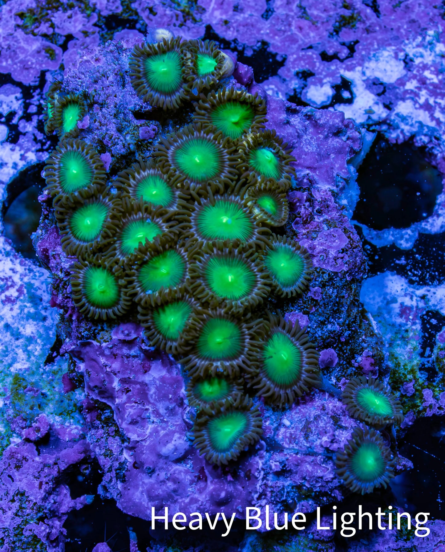 Wild Zoanthid Rock (5cm) WYSIWYG Wild Zoanthid Rock (5cm) WYSIWYG LPS Wild Zoanthid Rock (5cm) WYSIWYG Zeo Box Reef