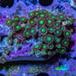 Wild Zoanthid Rock (6cm) WYSIWYG Wild Zoanthid Rock (6cm) WYSIWYG LPS Wild Zoanthid Rock (6cm) WYSIWYG Zeo Box Reef