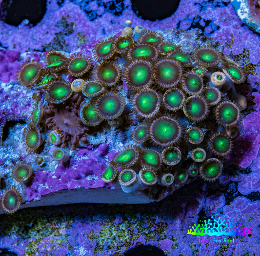 Wild Zoanthid Rock (6cm) WYSIWYG Wild Zoanthid Rock (6cm) WYSIWYG LPS Wild Zoanthid Rock (6cm) WYSIWYG Zeo Box Reef