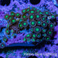 Wild Zoanthid Rock (6cm) WYSIWYG Wild Zoanthid Rock (6cm) WYSIWYG LPS Wild Zoanthid Rock (6cm) WYSIWYG Zeo Box Reef