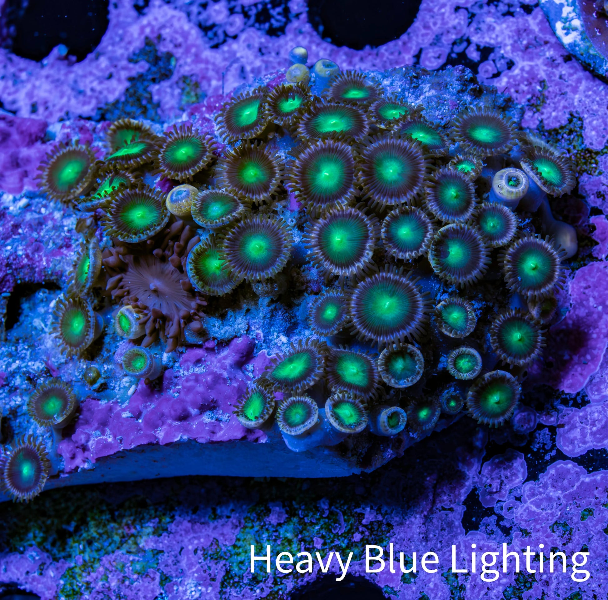 Wild Zoanthid Rock (6cm) WYSIWYG Wild Zoanthid Rock (6cm) WYSIWYG LPS Wild Zoanthid Rock (6cm) WYSIWYG Zeo Box Reef