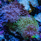 Xenia & Green Star Polyps Live Rock  WYSIWYG 7cm Xenia & Green Star Polyps Live Rock  WYSIWYG 7cm Soft Coral Xenia & Green Star Polyps Live Rock  WYSIWYG 7cm Zeo Box Reef