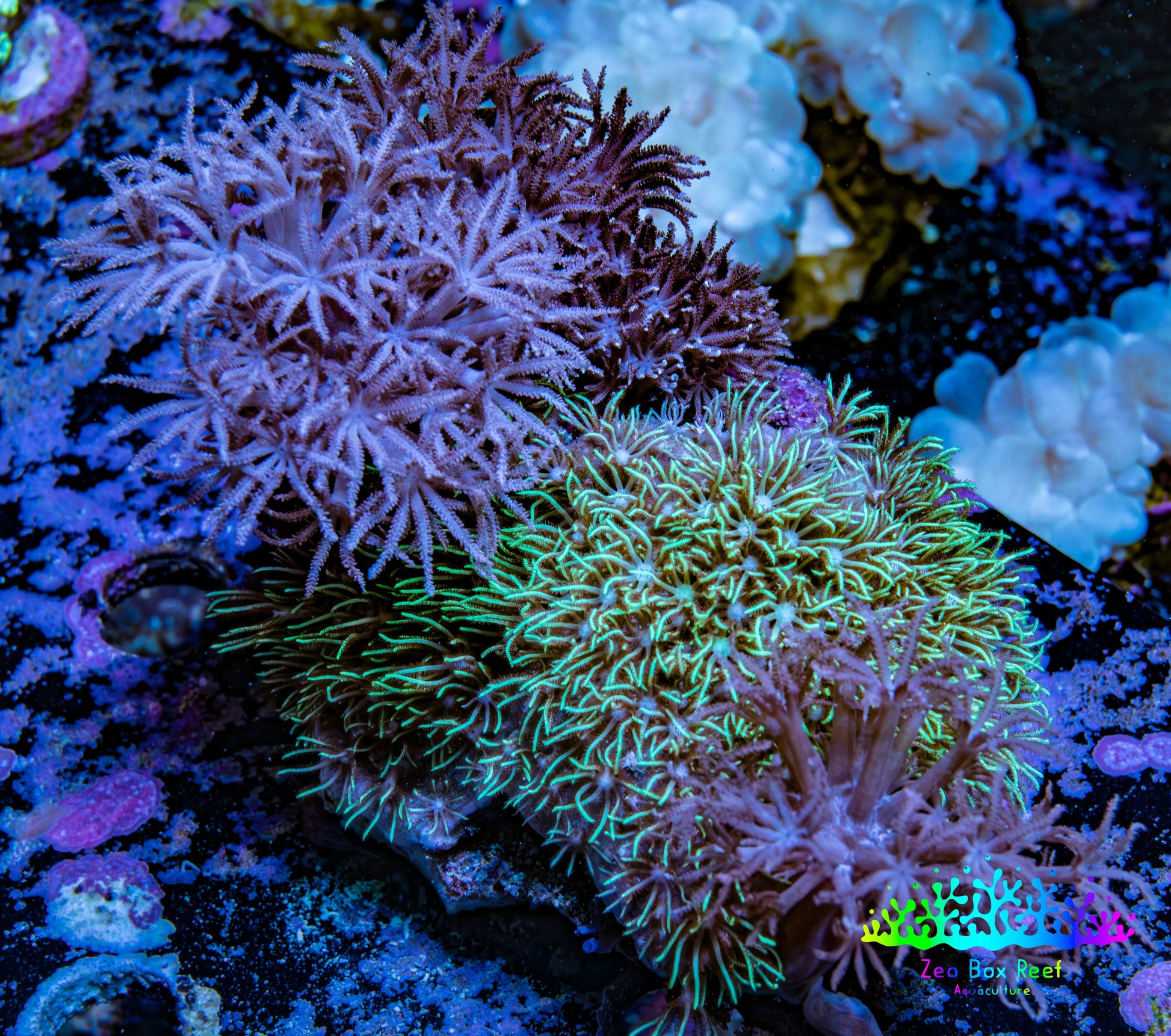 Xenia & Green Star Polyps Live Rock  WYSIWYG 7cm Xenia & Green Star Polyps Live Rock  WYSIWYG 7cm Soft Coral Xenia & Green Star Polyps Live Rock  WYSIWYG 7cm Zeo Box Reef