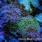 Xenia & Green Star Polyps Live Rock  WYSIWYG 7cm Xenia & Green Star Polyps Live Rock  WYSIWYG 7cm Soft Coral Xenia & Green Star Polyps Live Rock  WYSIWYG 7cm Zeo Box Reef