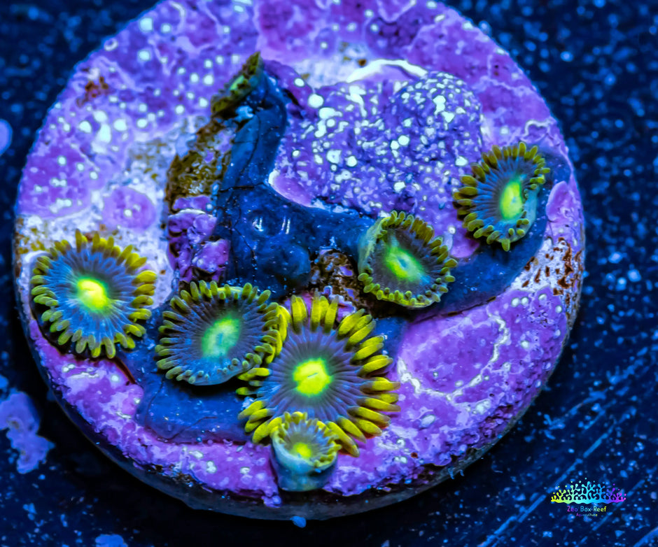 Buy Zoanthid Corals online coral store Australia Zeo Box Reef Aquaculture