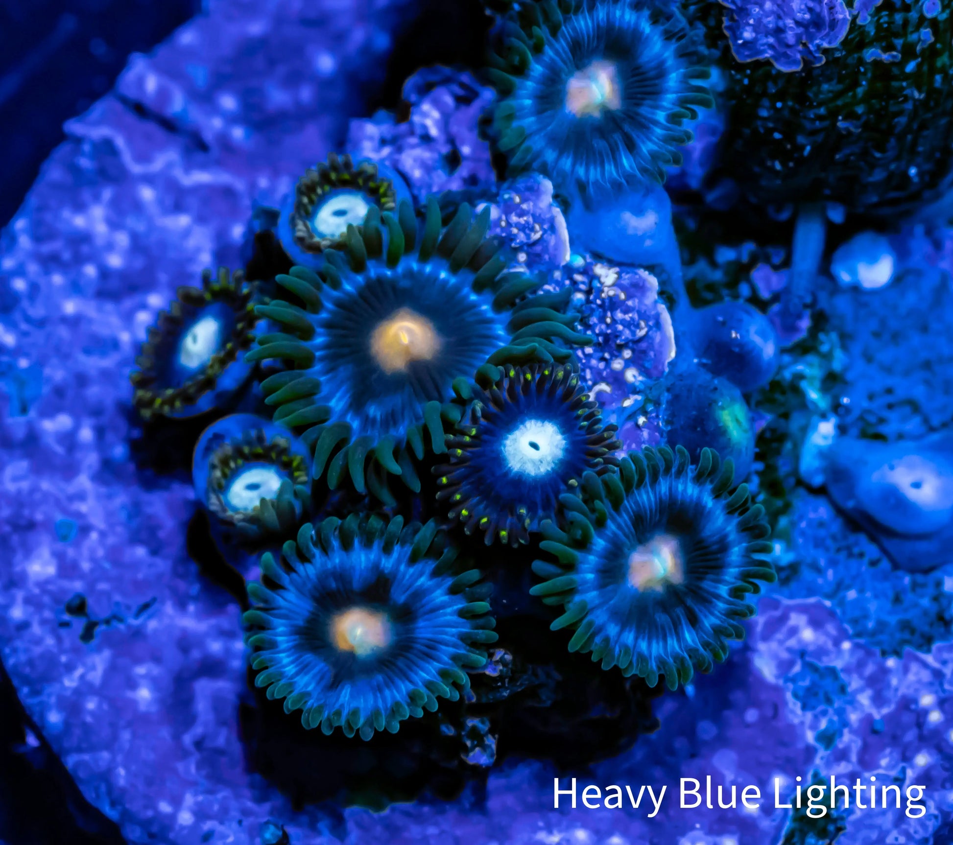 Copy of Zoanthid Coral -  Eye of Rah Zoa Frag Copy of Zoanthid Coral -  Eye of Rah Zoa Frag LPS Copy of Zoanthid Coral -  Eye of Rah Zoa Frag Zeo Box Reef