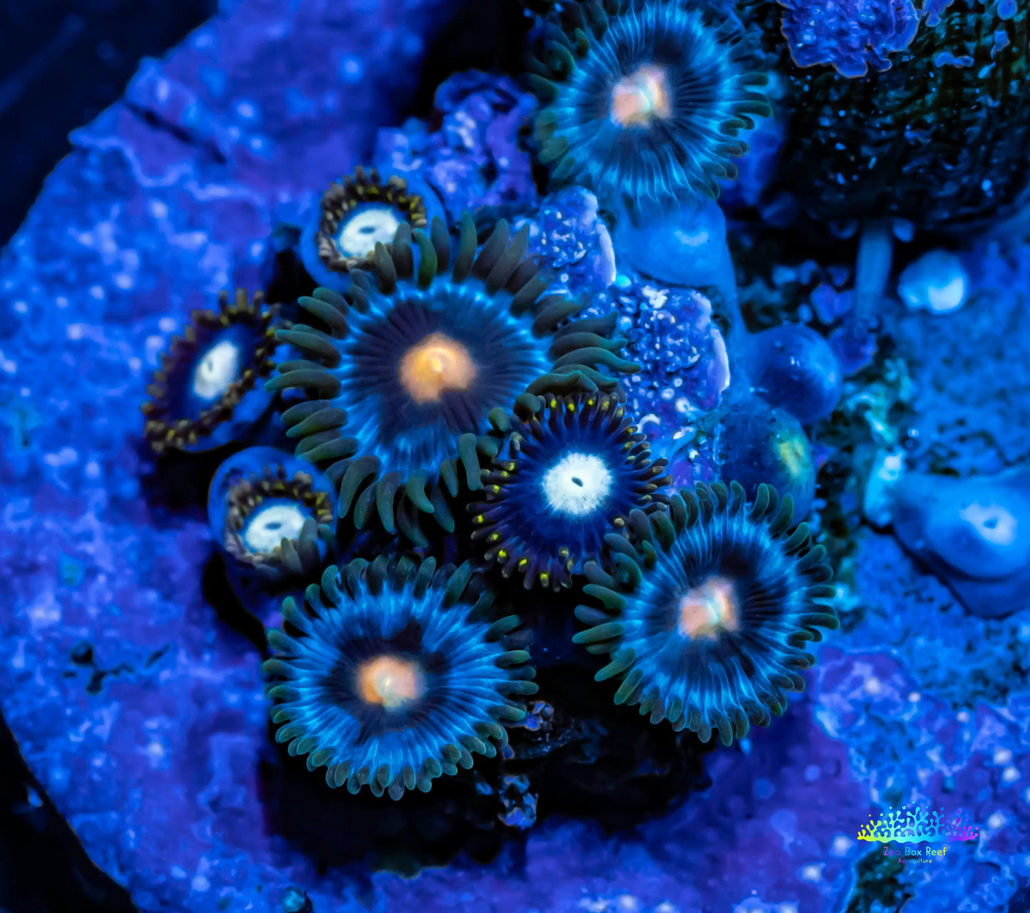 Copy of Zoanthid Coral -  Eye of Rah Zoa Frag Copy of Zoanthid Coral -  Eye of Rah Zoa Frag LPS Copy of Zoanthid Coral -  Eye of Rah Zoa Frag Zeo Box Reef