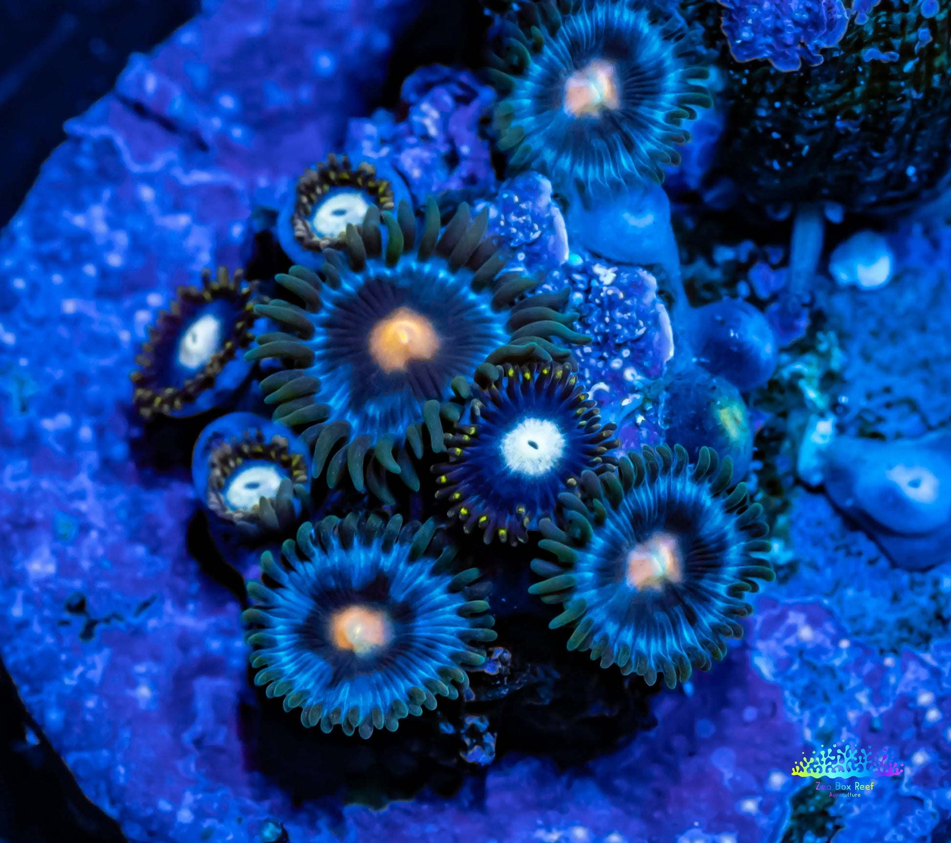 Copy of Zoanthid Coral -  Eye of Rah Zoa Frag Copy of Zoanthid Coral -  Eye of Rah Zoa Frag LPS Copy of Zoanthid Coral -  Eye of Rah Zoa Frag Zeo Box Reef