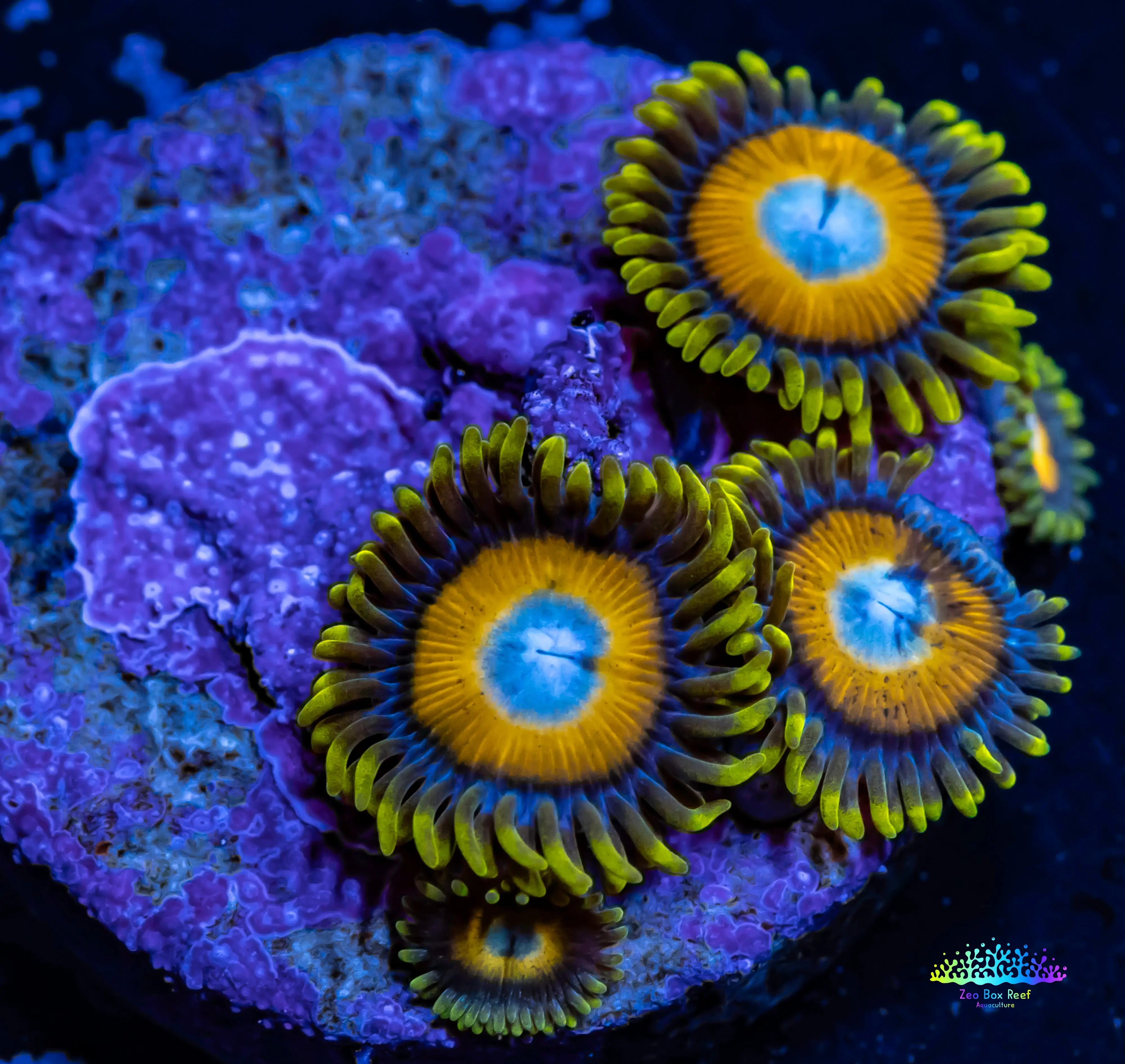 Zoanthid coral - Sunny D;s Zoa Frag WYSIWYG For Sale – Zeo Box Reef ...