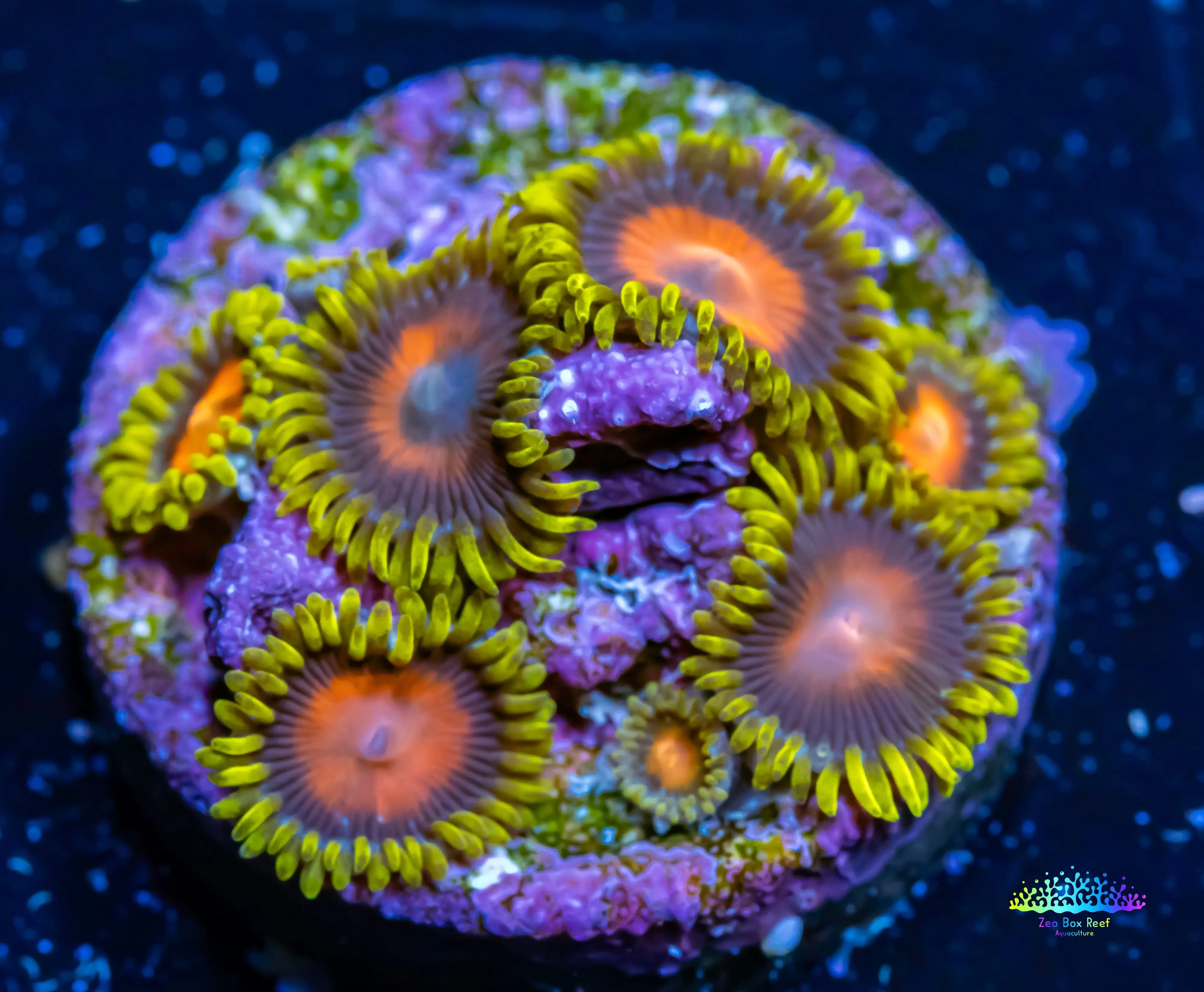 Zoanthid coral - Sunny D;s Zoa Frag WYSIWYG For Sale – Zeo Box Reef ...