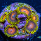 Zoanthid Coral -  Sponge Bob Zoa Frag WYSIWYG 4+ polyps Zoanthid Coral -  Sponge Bob Zoa Frag WYSIWYG 4+ polyps LPS Zoanthid Coral -  Sponge Bob Zoa Frag WYSIWYG 4+ polyps Zeo Box Reef