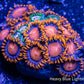 Zoanthid Coral -  Zoa Frag WYSIWYG Zoanthid Coral -  Zoa Frag WYSIWYG LPS Zoanthid Coral -  Zoa Frag WYSIWYG Zeo Box Reef