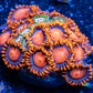 Zoanthid Coral -  Zoa Frag WYSIWYG Zoanthid Coral -  Zoa Frag WYSIWYG LPS Zoanthid Coral -  Zoa Frag WYSIWYG Zeo Box Reef