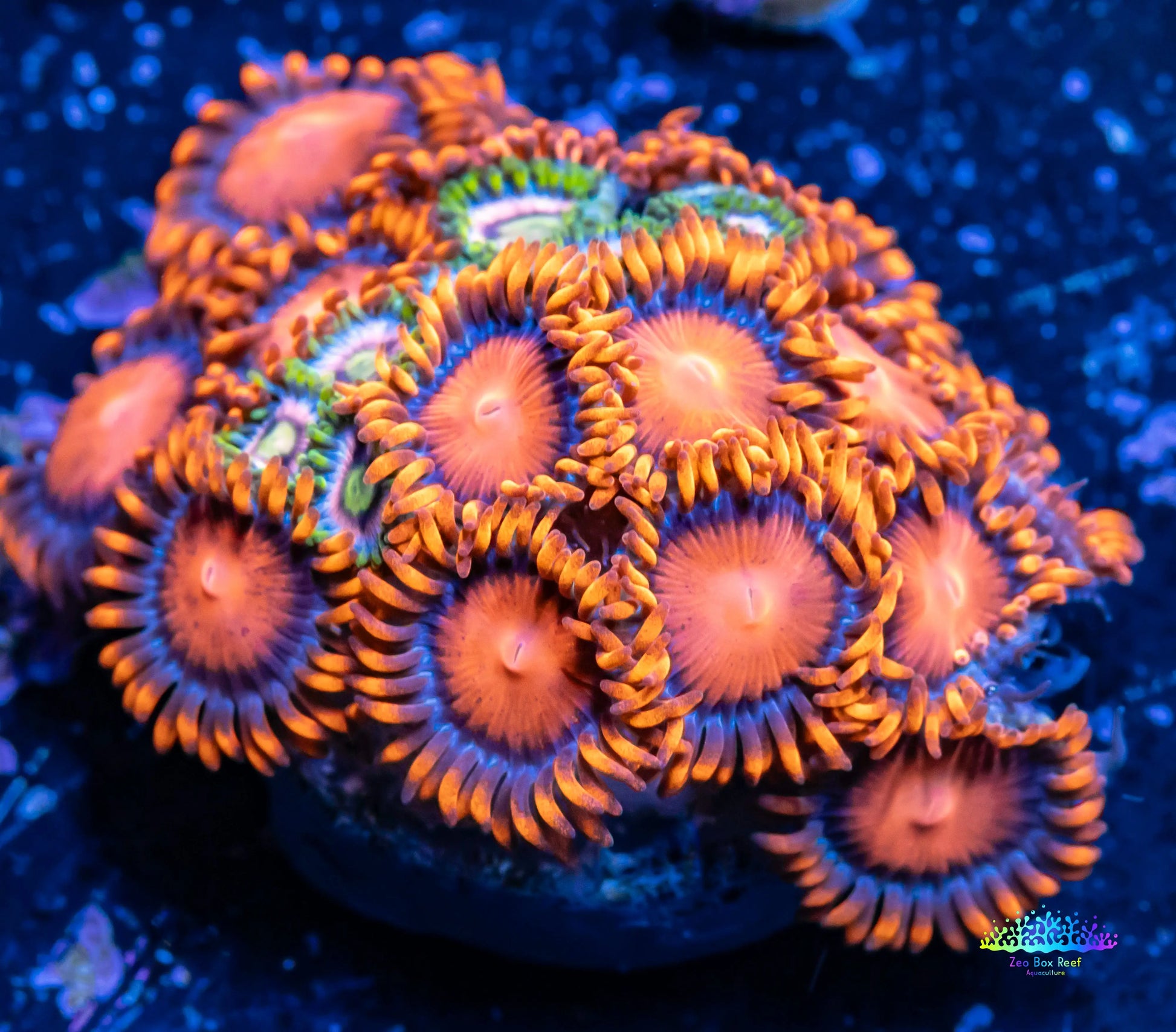 Zoanthid Coral -  Zoa Frag WYSIWYG Zoanthid Coral -  Zoa Frag WYSIWYG LPS Zoanthid Coral -  Zoa Frag WYSIWYG Zeo Box Reef