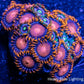 Zoanthid Coral -  Zoa Frag WYSIWYG Zoanthid Coral -  Zoa Frag WYSIWYG LPS Zoanthid Coral -  Zoa Frag WYSIWYG Zeo Box Reef