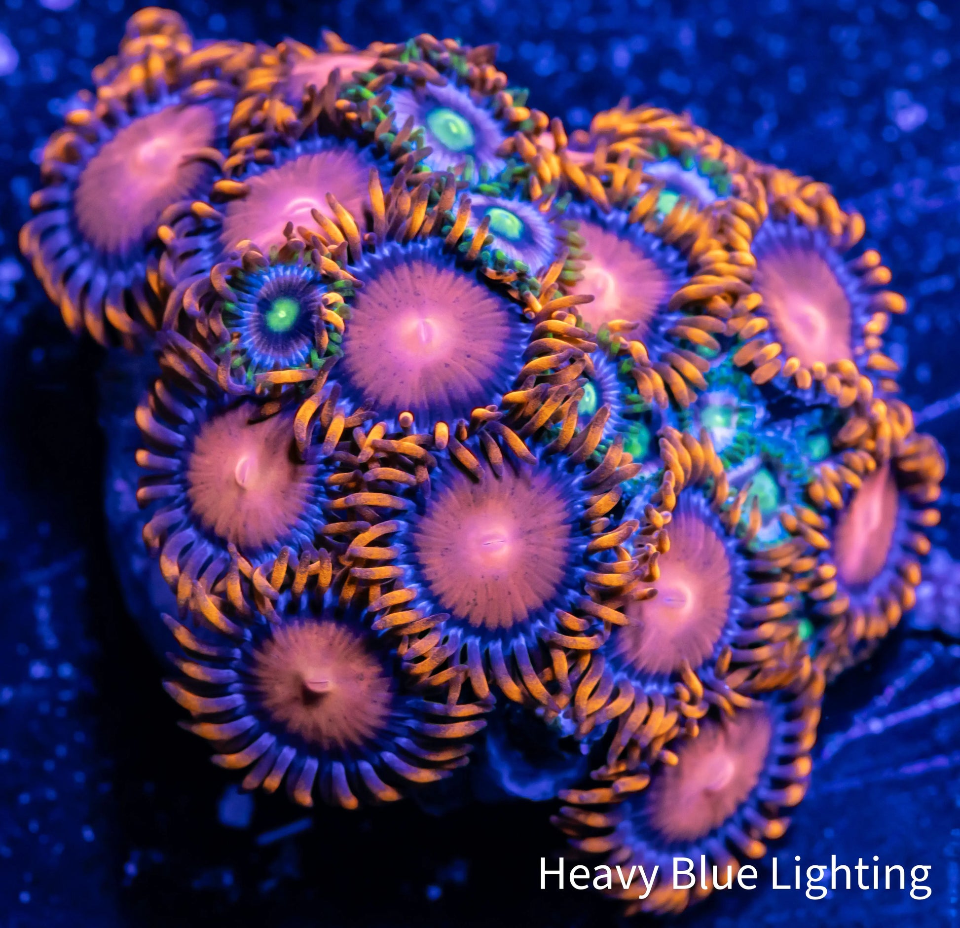 Zoanthid Coral -  Zoa Frag WYSIWYG Zoanthid Coral -  Zoa Frag WYSIWYG LPS Zoanthid Coral -  Zoa Frag WYSIWYG Zeo Box Reef