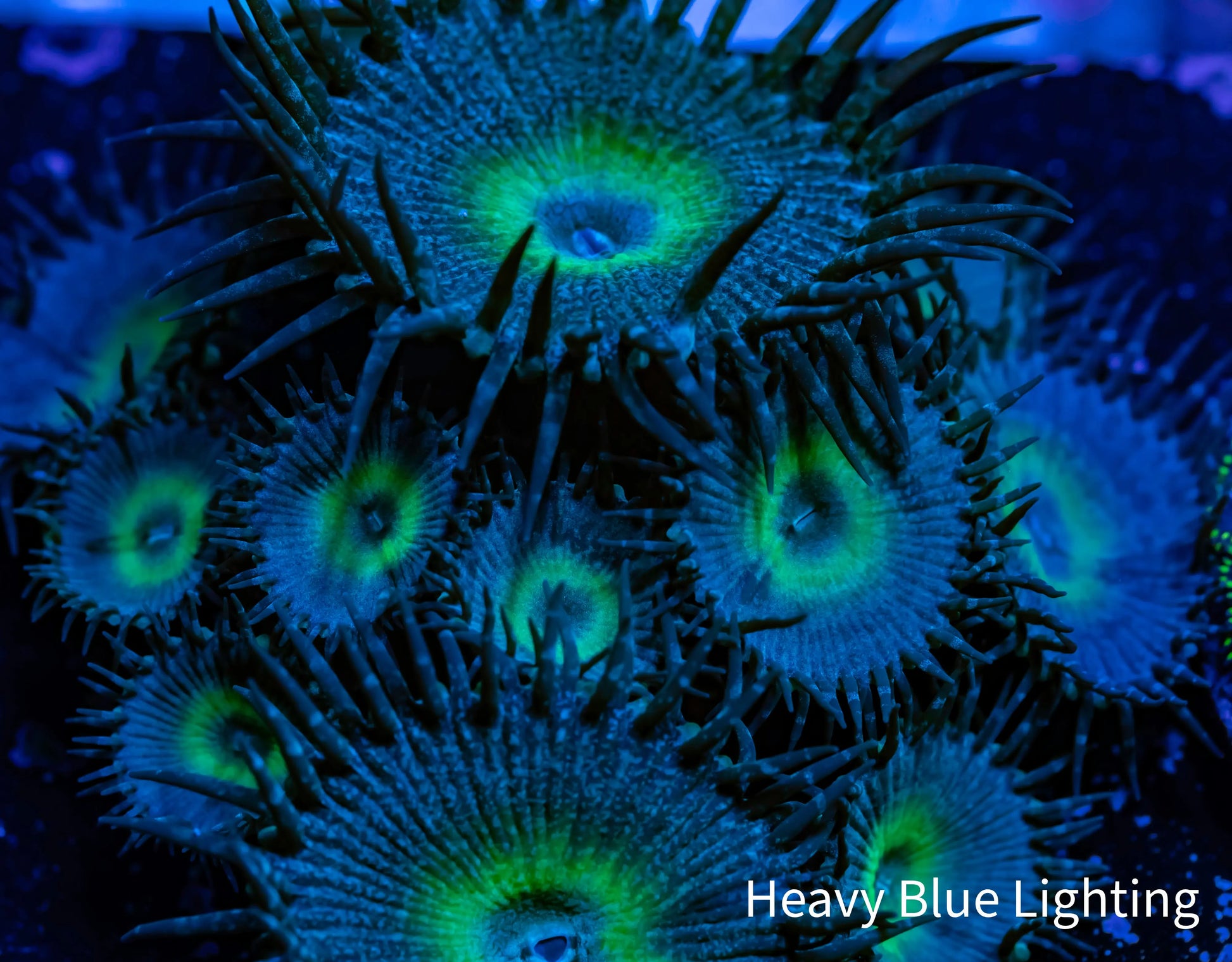 Zoanthid Coral -  Zoa Frag WYSIWYG Zoanthid Coral -  Zoa Frag WYSIWYG LPS Zoanthid Coral -  Zoa Frag WYSIWYG Zeo Box Reef