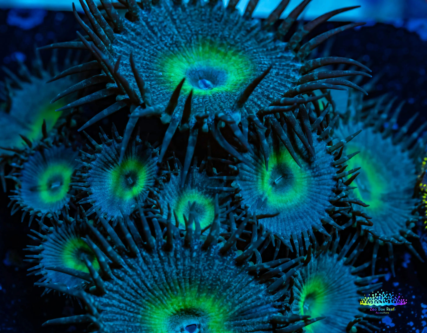 Zoanthid Coral -  Zoa Frag WYSIWYG Zoanthid Coral -  Zoa Frag WYSIWYG LPS Zoanthid Coral -  Zoa Frag WYSIWYG Zeo Box Reef